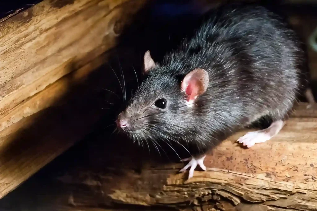 Mäusebefall auf Dachboden und im Keller professionell entfernen lassen – Mäusebekämpfung Leverkusen