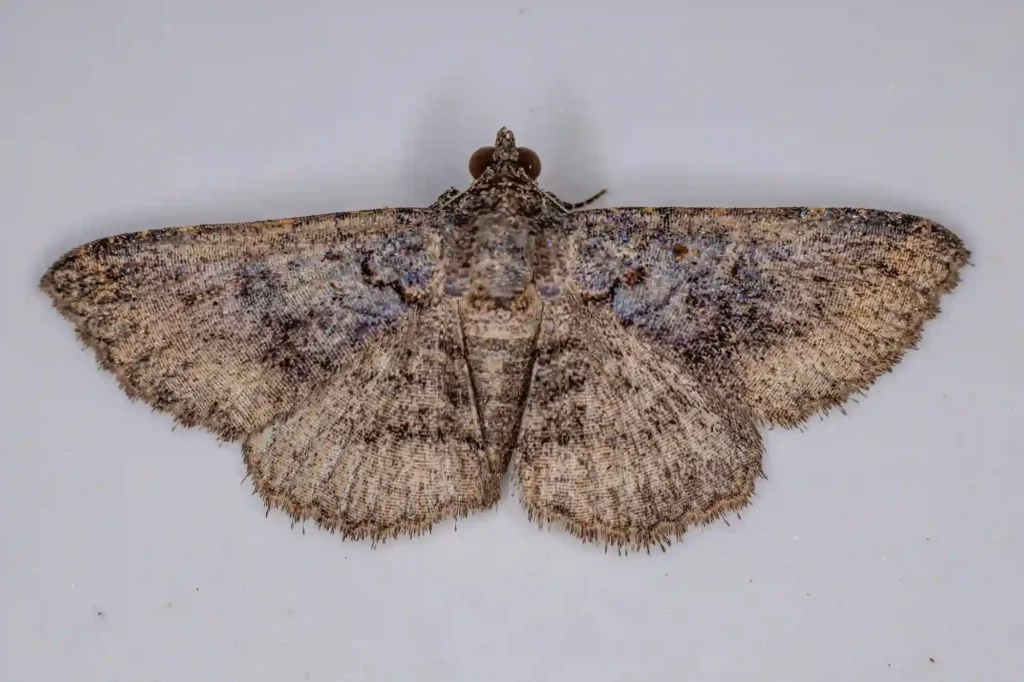 Mottenbefall auf dem Dachboden gezielt bekämpfen lassen – Kammerjäger Leverkusen